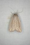 Mythimna riparia