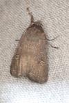 Xestia xanthographa