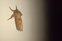 Triodia sylvina