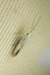 Coleophora kuehnella