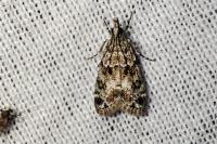 Eudonia mercurella