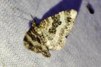 Epirrhoe rivata