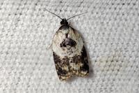 Acleris variegana