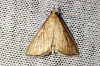Nascia cilialis