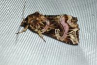 Callopistria juventina