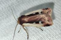 Ochropleura plecta
