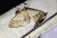 Idaea aversata
