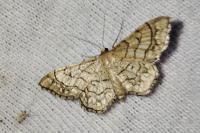 Idaea moniliata
