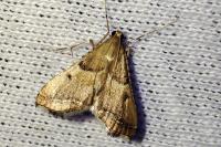 Endotricha flammealis
