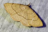 Paracolax tristalis