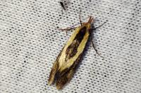 Harpella forficella