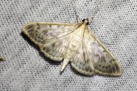 Patania ruralis