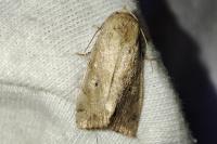 Cosmia trapezina