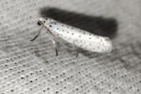 Yponomeuta evonymella
