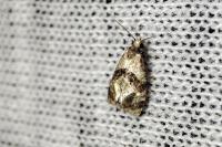 Phalonidia manniana