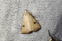 Rivula sericealis