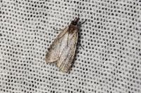 Scoparia