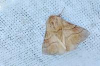 Malacosoma neustria