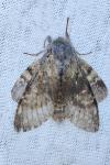 Stauropus fagi