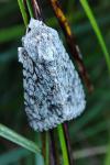 Acronicta aceris