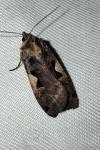 Xestia c-nigrum