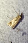 Chrysocrambus linetella