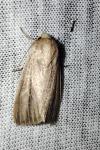 Mythimna pudorina