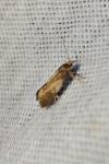 Crassa unitella