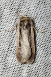 Ochropleura leucogaster
