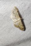 Idaea politaria