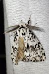 Lymantria monacha