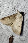 Lygephila craccae