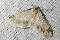 Idaea trigeminata