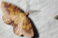 Plagodis pulveraria