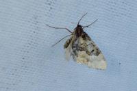 Idaea rusticata
