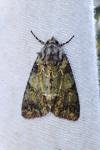 Polyphaenis sericata
