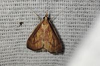 Nascia cilialis