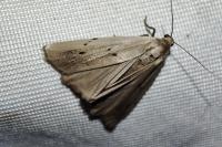 Pelosia muscerda