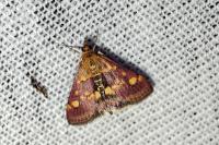 Pyrausta aurata