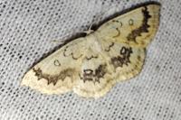 Cyclophora annularia