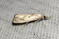 Catoptria falsella
