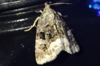 Deltote pygarga
