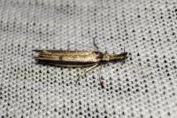 Pleurota aristella