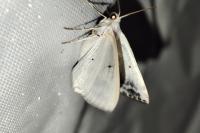 Lomographa temerata