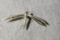 Adaina microdactyla