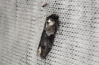 Blastobasis glandulella