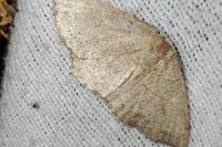 Cyclophora puppillaria