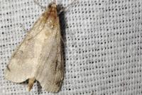 Ostrinia nubilalis