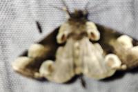 Thyatira batis