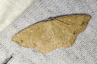 Cyclophora ruficiliaria